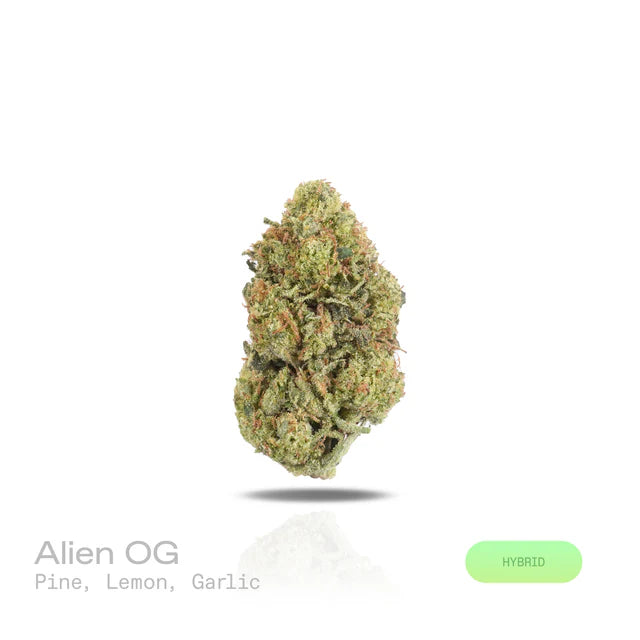 Alien OG - (Indoor) (Hybrid)