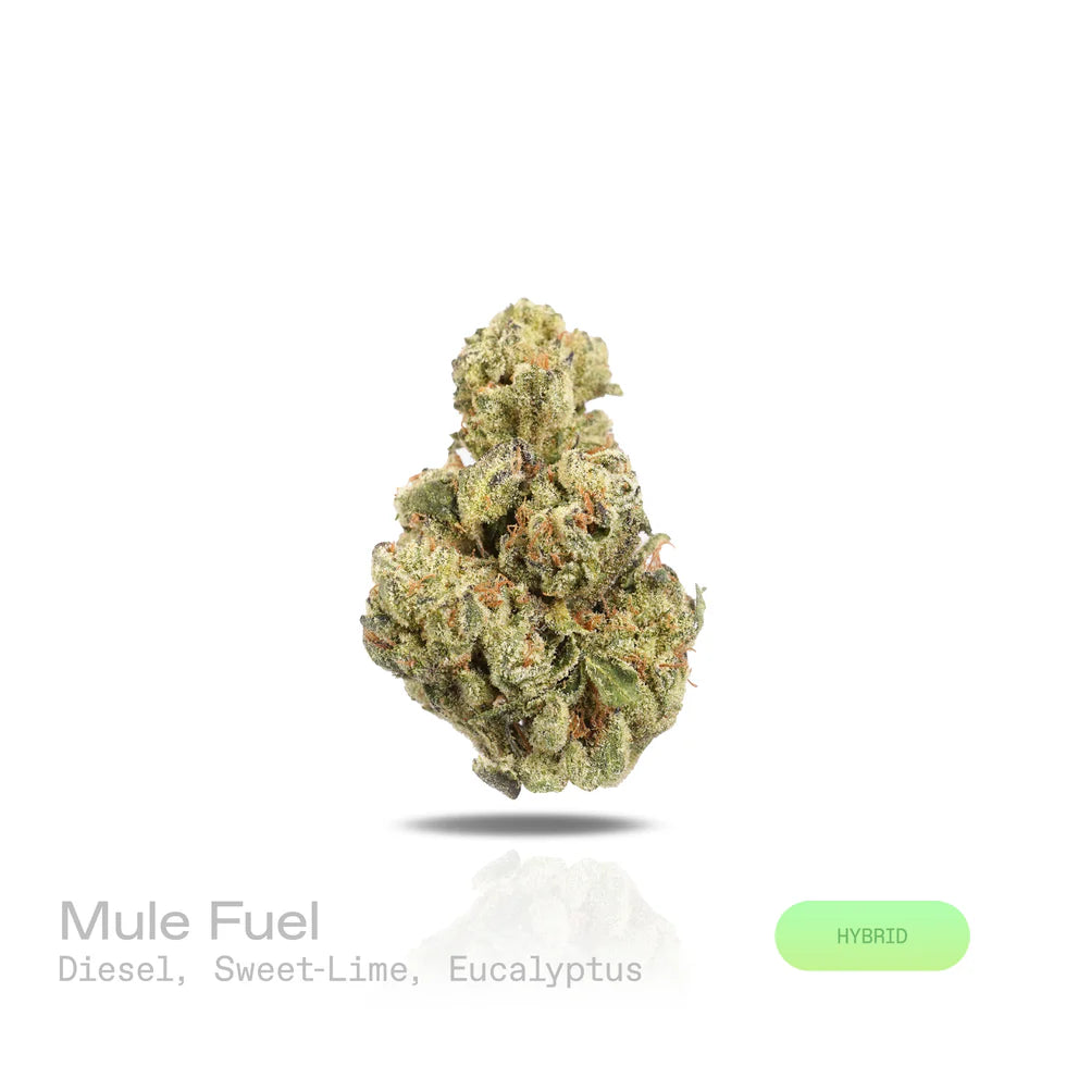 Mule Fuel - (Indoor) (Hybrid)