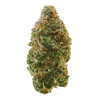 Trainwreck (Indoor Sativa)