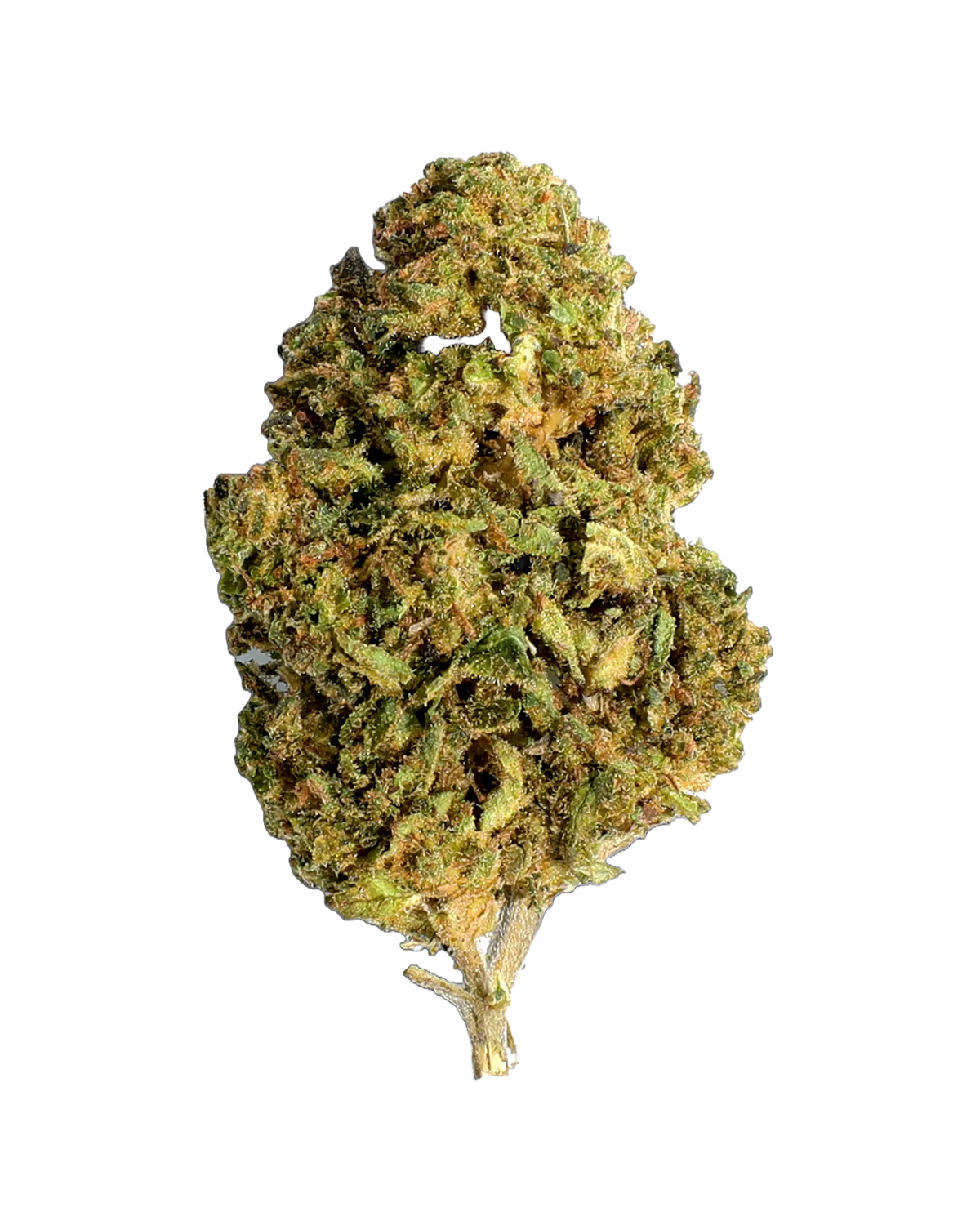 Apple Fritter Indoor Hybrid