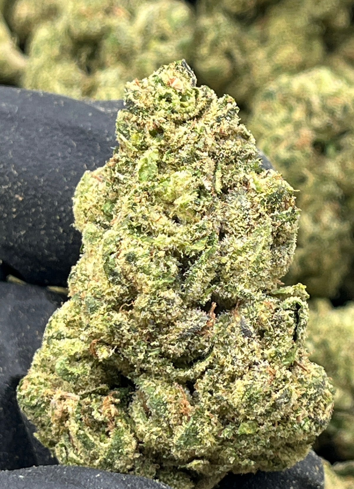 Apple Jack (Exotic Hybrid)