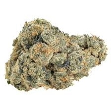 Cheddar Cheeze (Premier Hybrid)