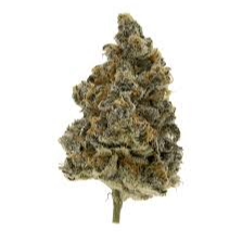Super Boof (Indoor Hybrid)