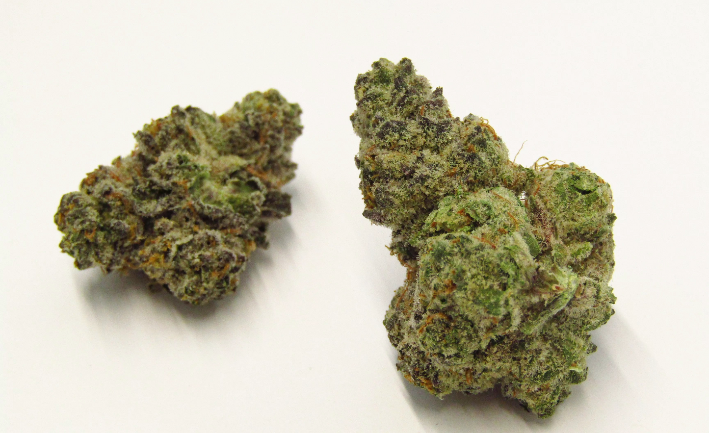 SWEET MELONS (PREMIER INDICA)