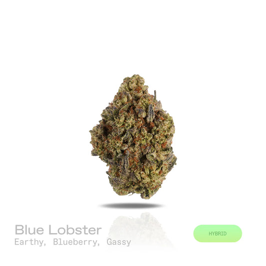 THC-A Flower - Blue Lobster - (Indoor) (Hybrid)