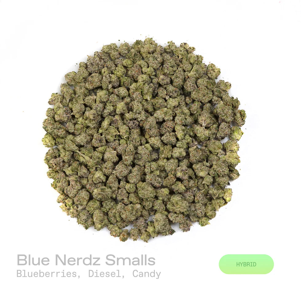Blue Nerdz - (Indoor) (Hybrid)