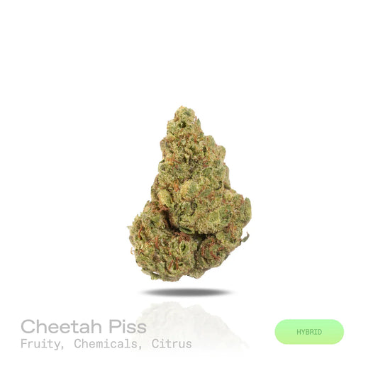 Cheetah Piss - (Indoor) (Hybrid)
