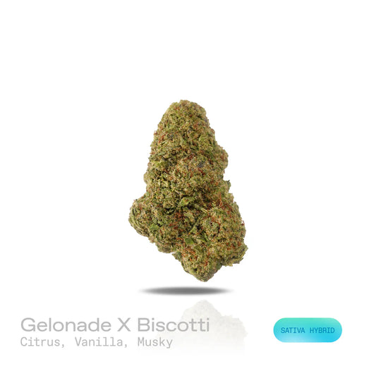 THC-A Flower - Gelonade X Biscotti - (Indoor) (Sativa Hybrid)