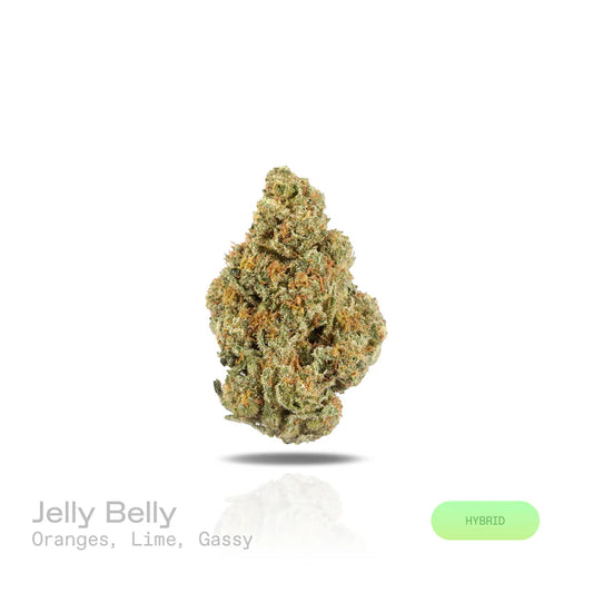 Jelly Belly  - (Indoor) (Hybrid)
