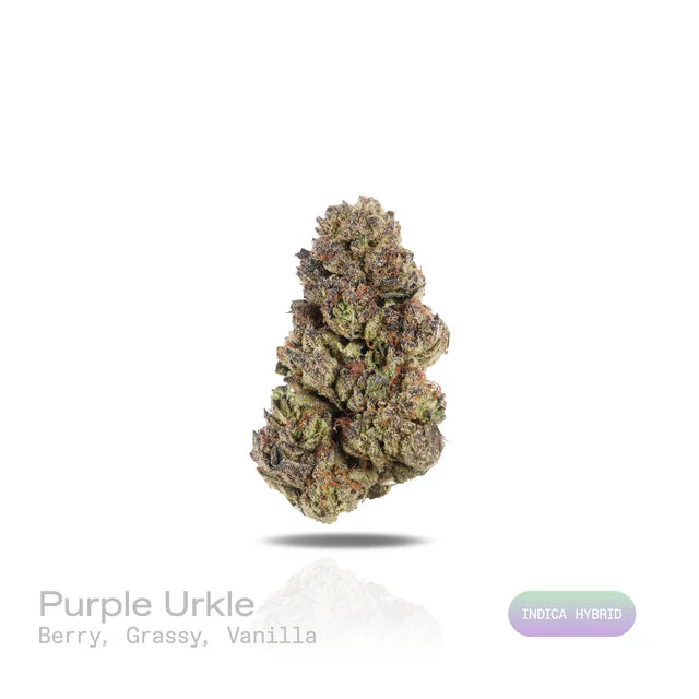 THC-A Flower - Purple Urkle (Indoor) (Indica Hybrid)