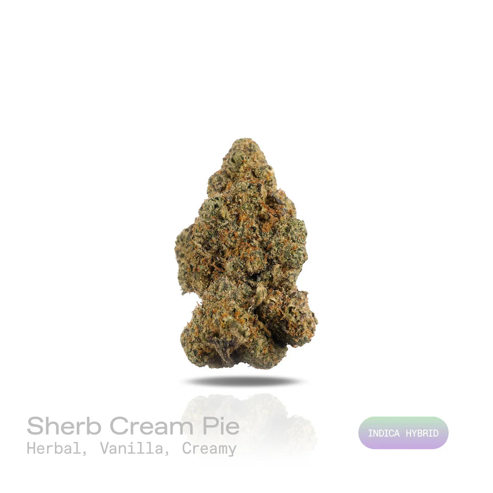 THC-A Flower - Sherb Cream Pie (Indoor) (Indica Hybrid)