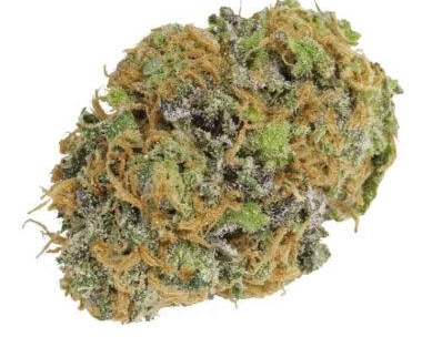GRANDDADDY (PREMIER HYBRID)
