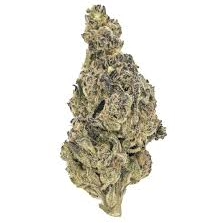 Gusher Mintz (Exotic Hybrid)