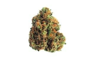 KING LOUIE (PREMIER HYBRID)