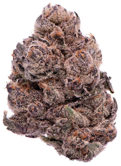 Old Money (Premier) (Indica Hybrid)