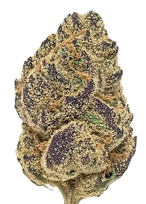 Purple Milk indoor sativa