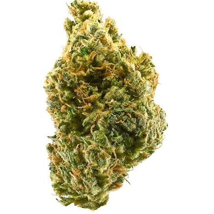 TANGY CRUSH (PREMIER HYBRID)