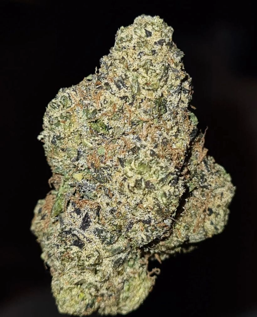 Tropical Skittles (Exotic Hybrid)
